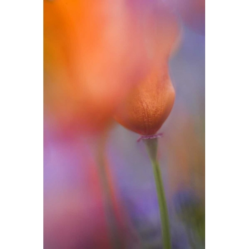 CA, Antelope Valley, Abstract of wild poppies
